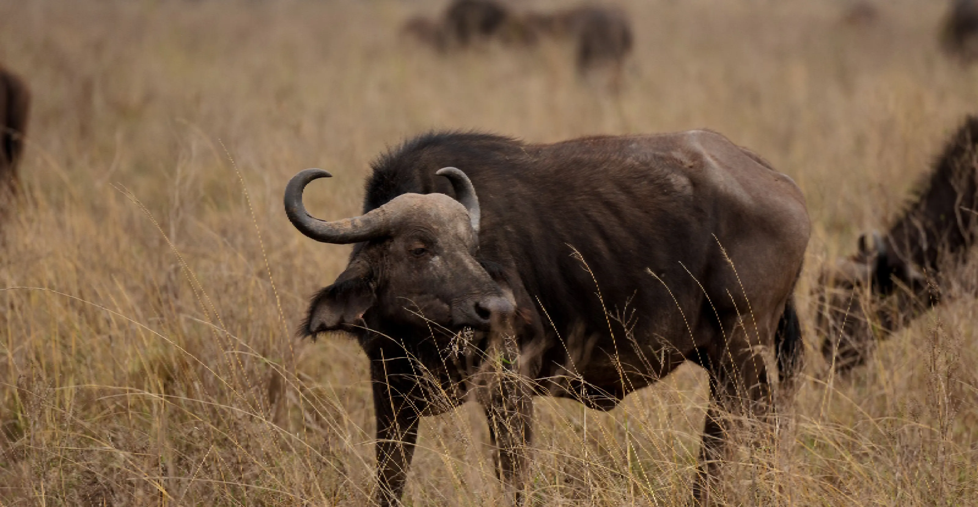 Tsavo East National Park